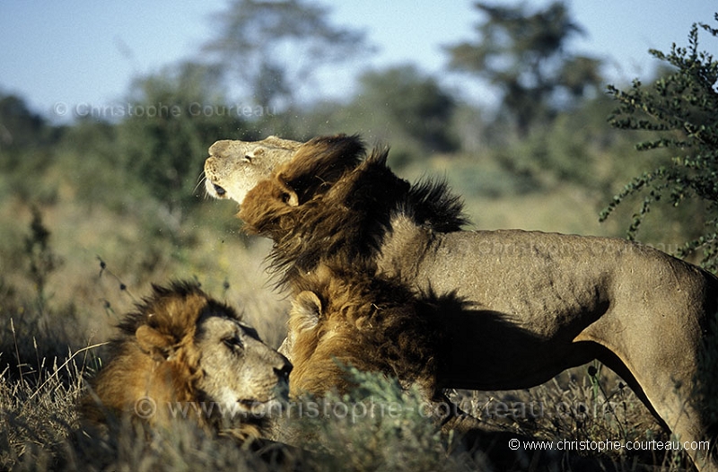Lions mâles adultes, ébroue / Male Lions Coalition