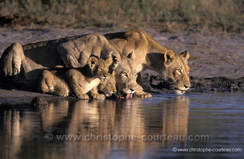 Lionnes et lionceaux au point d'eau / Lionesses  Cubs drinking