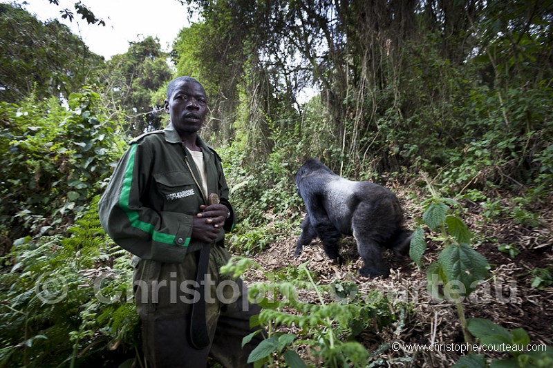 Pisteur et Dos Argenté Gorille de Montagne