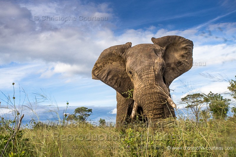 Eléphant d'Afrique charge d'intimidation