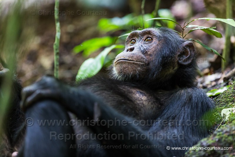 Chimpanzé - Ouganda