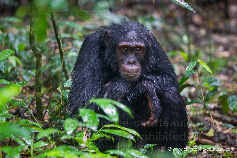 Chimpanzé - Ouganda