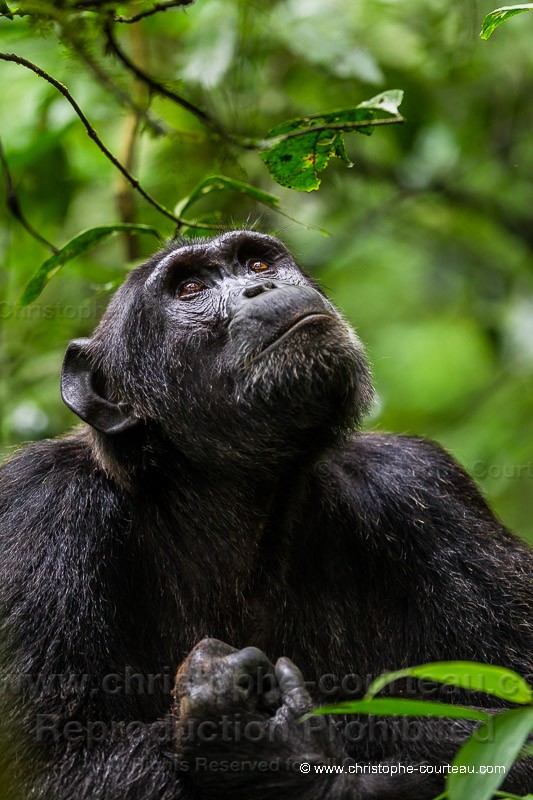 Chimpanz - Ouganda