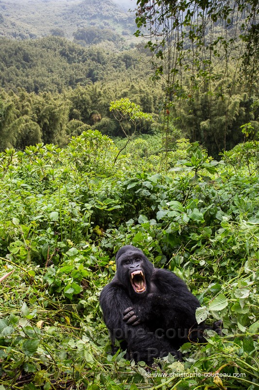 Gorille de montagne - Dos argenté