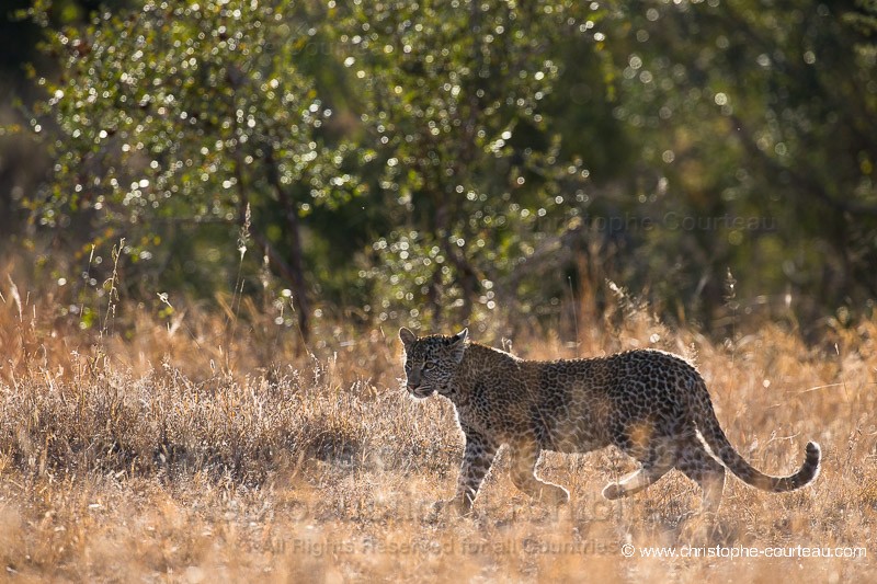 Jeune léopard suivant sa mère à la chasse