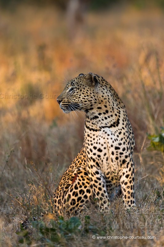 Léopard mâle