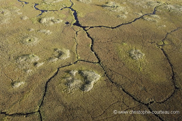 Traces d'Hippopotames dans l'Okavango