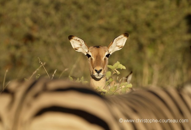 Impala's Head among a zebras' Herd