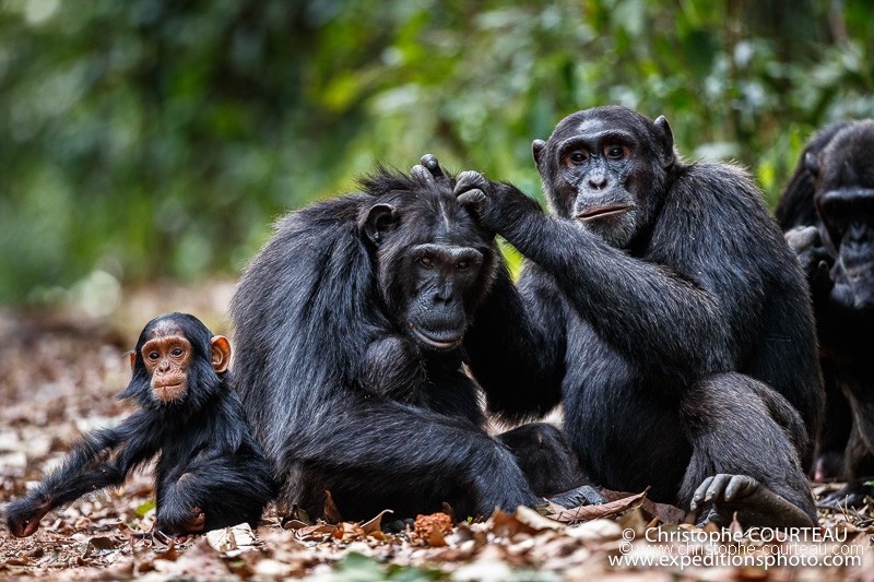 Famille de chimpanzés en train de s'épouiller - MOIS DE FEVRIER 2018