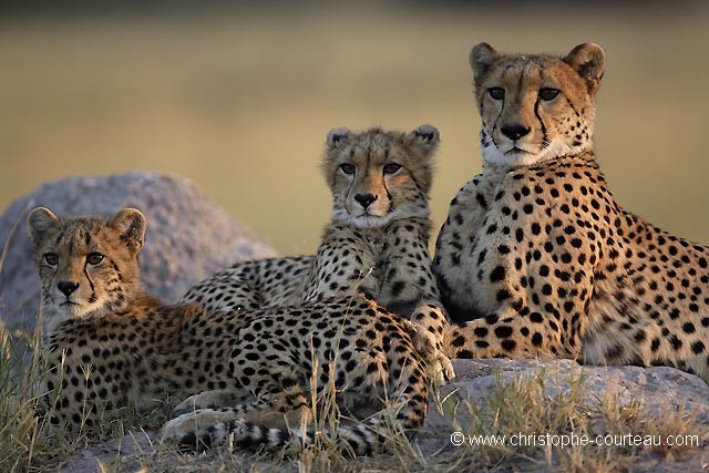 Cheetah Female with Cubs on Termite mound.