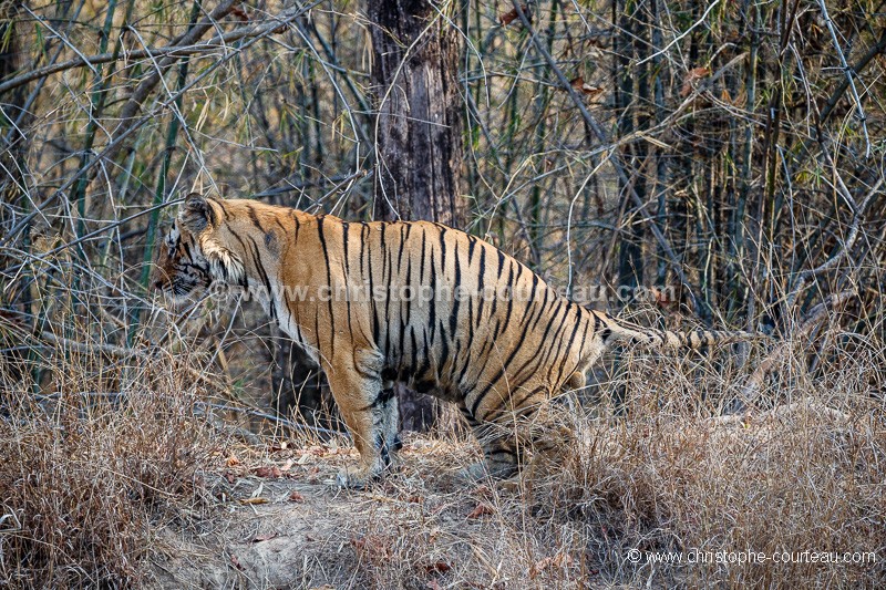 Tigre du bengale marque son territoire en Inde