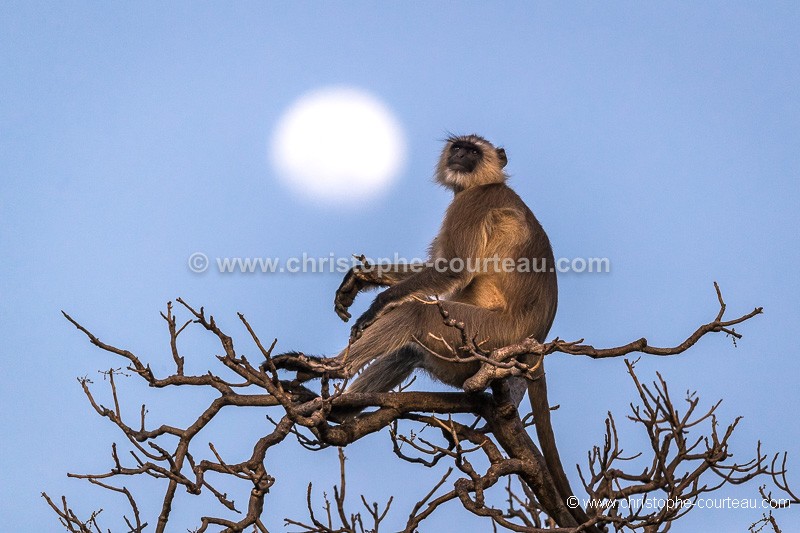 Entelle Langur profitant des derniers rayons du soleil devant la pleine lune en Inde