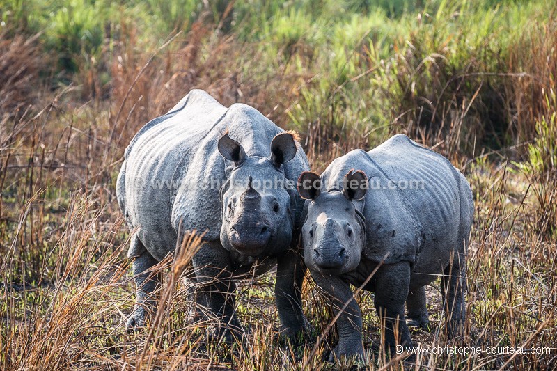 Indian Rhinoceros in Kaziranga