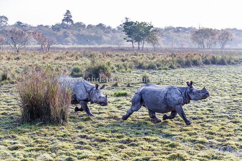 Couple de Rhinoceros indiens dans le parc de Kaziranga en Inde