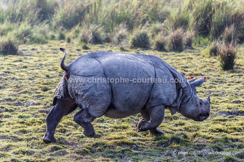 Rhinoceros indien mle dans le parc de Kaziranga en Inde