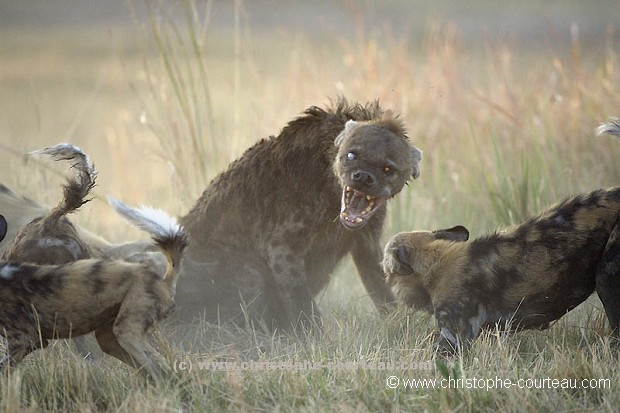 Agression de lycaons sur une hyène tachetée. L'histoire...