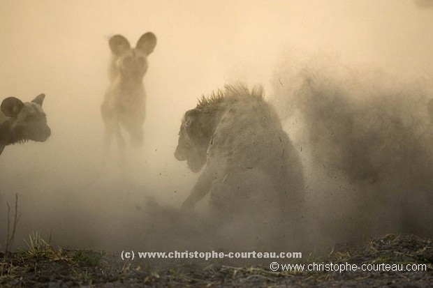Agression de lycaons sur une hyène tachetée.