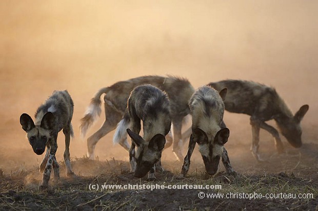 Pack of  Wild Dogs Sub-Adults