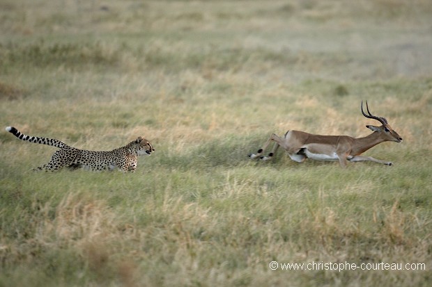 Guépard chasse Impala  (séquence photo 8)