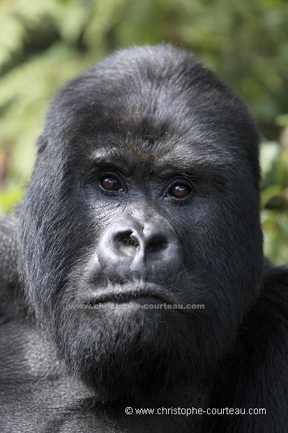Gorille de montagne, mâle dominant dit "dos argenté"