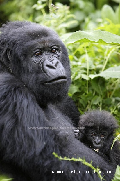 Gorille de montagne, femelle et son gorillon