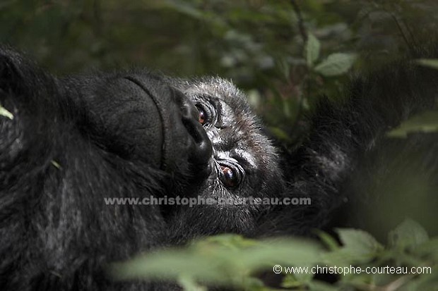 Gorille de montagne, grand mâle dominant dit "dos argenté"