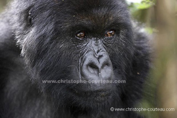 Gorille de montagne, portrait d'une Femelle en forêt