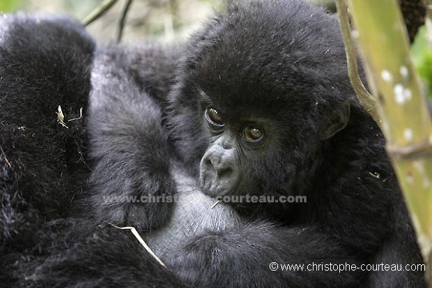 Gorille de montagne, gorillon en train de têter sa mère.