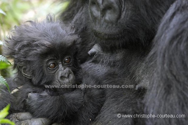 Gorille de montagne, gorillon dans les bras de sa mère.
