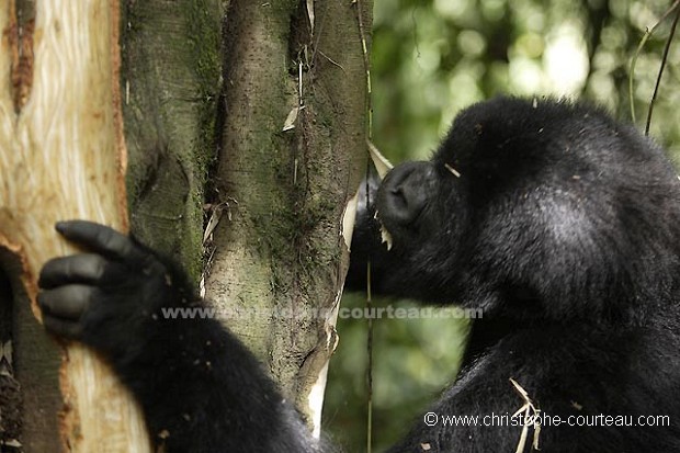 Gorille de montagne , mange l'écorce d'un arbre