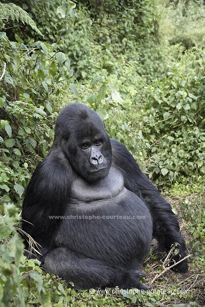 Gorille de montagne, mâle dominant "dos argenté"