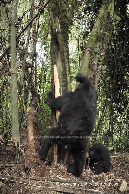 Gorilles de montagne mangent l'corce d'un arbre