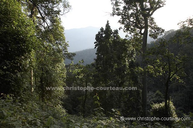 Forêt primaire du Parc National de Nyungwe, Rwanda.