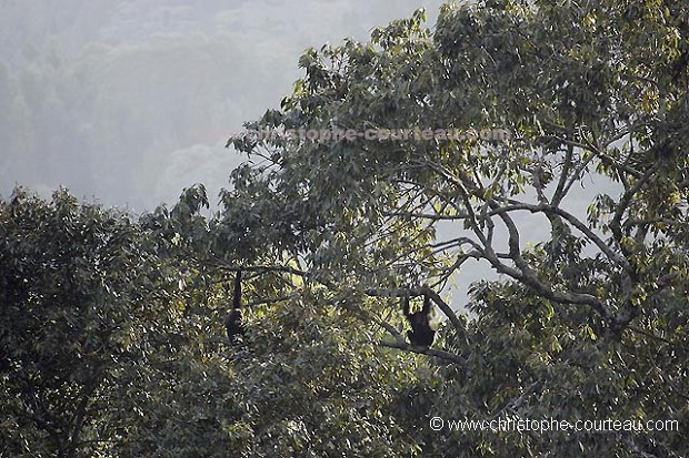 Chimpanzés dans la Canopée de la forêt Primaire de Nyungwe au Rwanda.