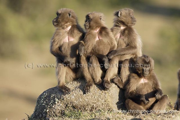 Gelada Baboons Young Males Bachelo