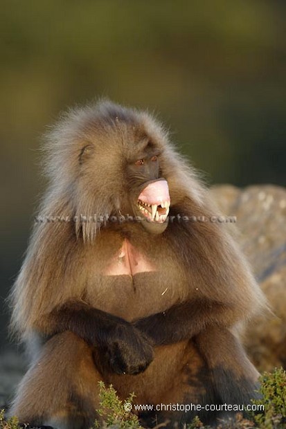 Gelada Baboon Male, Yowning.