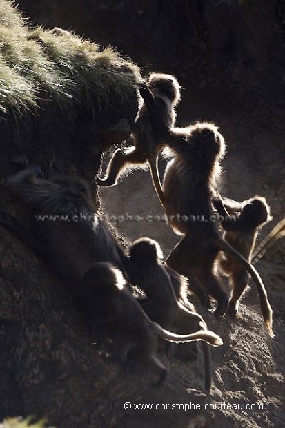Young Gelada Baboons Playing