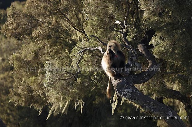 Gelada Baboon, Dominant Male in tree.