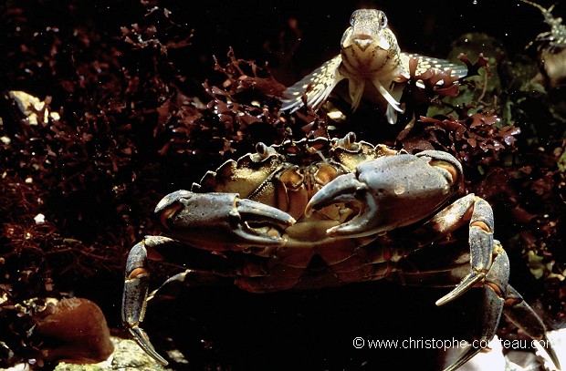 Crabe vert et Mordocet (poisson)