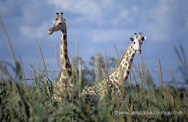 Girafes blanches du Niger dans une plantation de Mil.