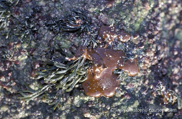 Oil Spill On rocks, Brittany, FRance