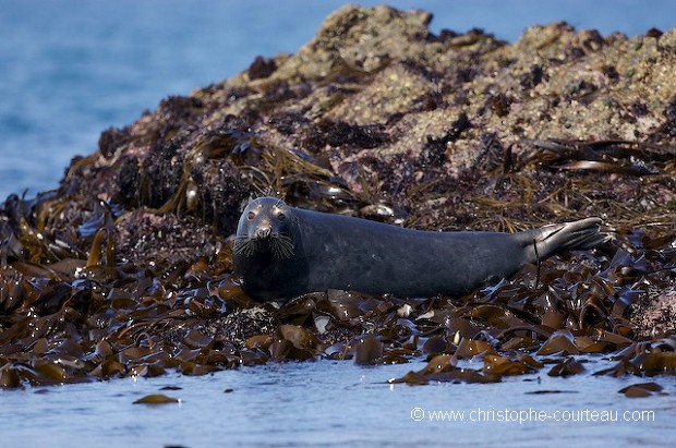 Grey Seal at rest, Low Tide.