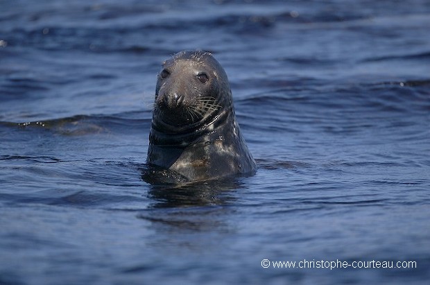 Grey Seal, inquisitive in open water