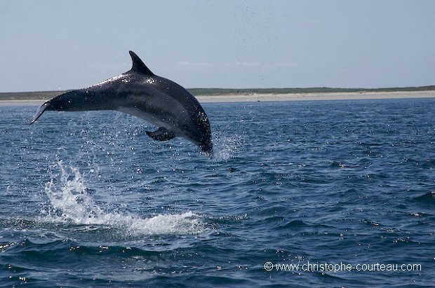 Bottlenose Dolphin Jumping. Series 2 of 3