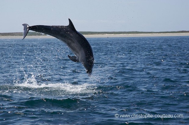 Bottlenose Dolphin Jumping. Series 3 of 3