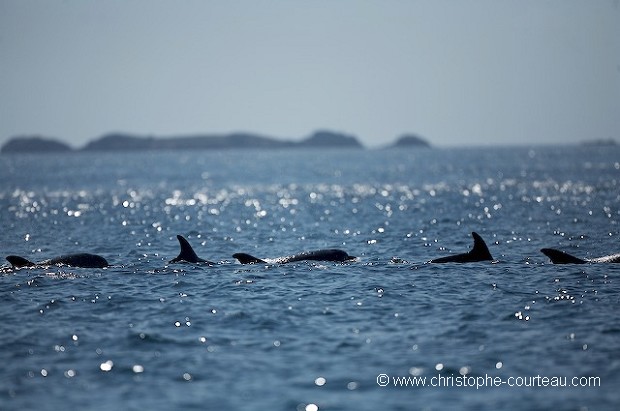 Group of Bottlenose Dolphins in Iroise Sea. France