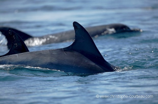 Bottlenose Dolphins : Close-up of the Dorsal Fin.