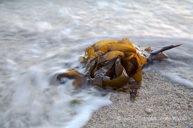 Seaweeds Washed out on beach
