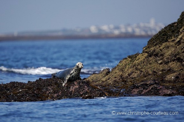 Grey Seal in Brittany, France.
