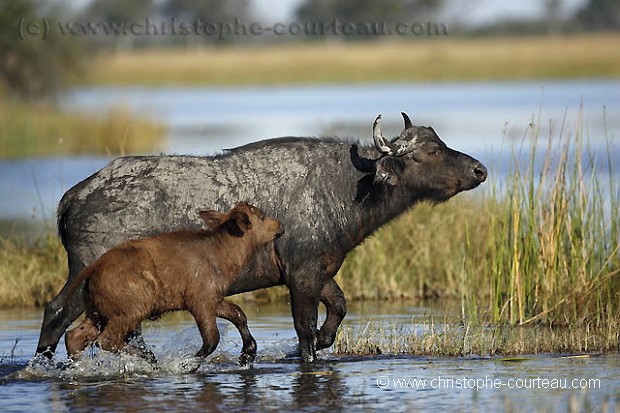 Buffles traversant un marais, femelle et son veau